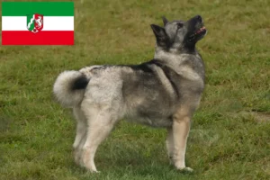 Lees meer over het artikel Noorse Buhund fokkers en pups in Noordrijn-Westfalen
