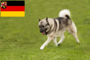 Lees meer over het artikel Noorse Buhund fokkers en pups in Rijnland-Palts