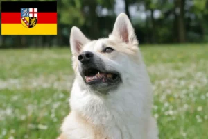 Lees meer over het artikel Noorse Buhund fokker en pups in Saarland