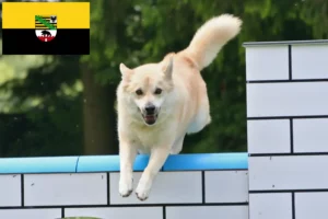Lees meer over het artikel Noorse Buhund fokkers en pups in Saksen-Anhalt
