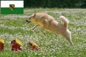 Lees meer over het artikel Noorse Buhund fokkers en pups in Saksen