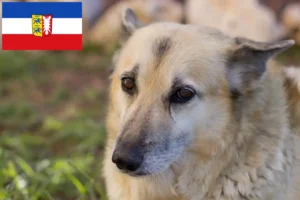 Lees meer over het artikel Noorse Buhund fokkers en pups in Sleeswijk-Holstein