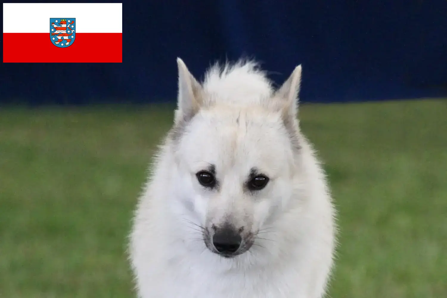 Lees meer over het artikel Noorse Buhund fokker en pups in Thüringen
