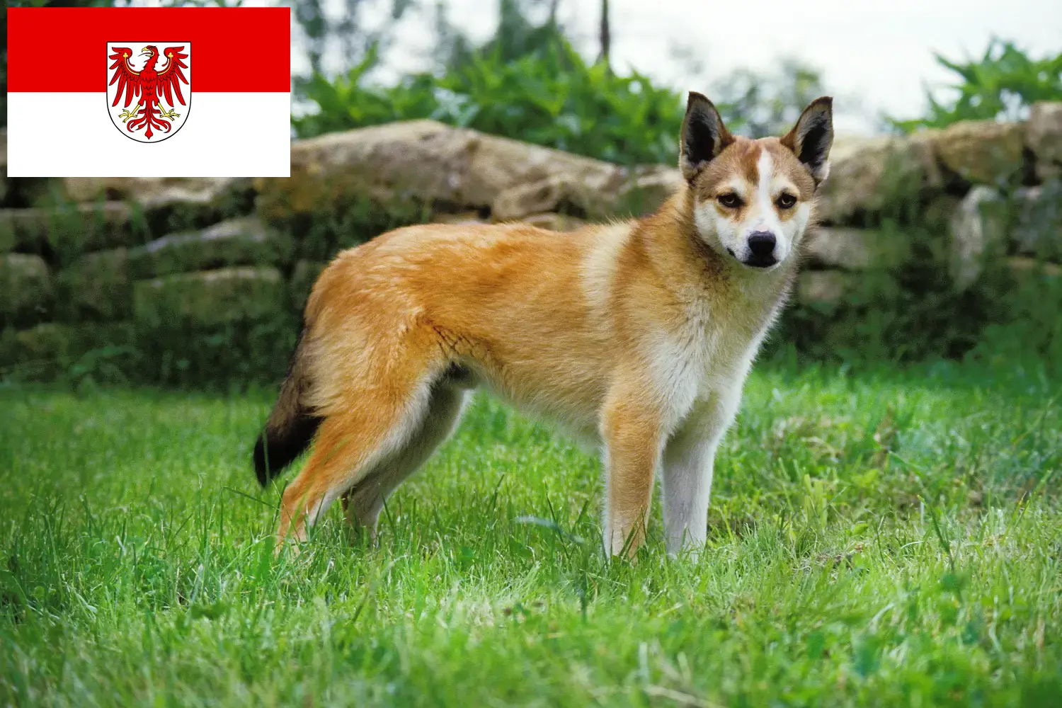 Noorse Lundehund puppies en fokkers Brandenburg Hier vind je Noorse Lundehund fokkers in Brandenburg.