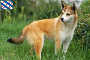Lees meer over het artikel Noorse Lundehund fokker en puppies in Friesland