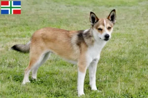Lees meer over het artikel Noorse Lundehund fokker en pups in Groningen
