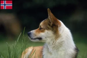 Lees meer over het artikel Noorse Lundehund fokkers en puppies in Noorwegen