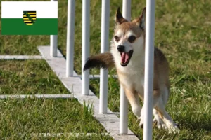 Lees meer over het artikel Noorse Lundehund fokkers en pups in Saksen