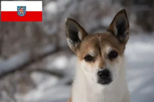 Lees meer over het artikel Noorse Lundehund fokkers en pups in Thüringen