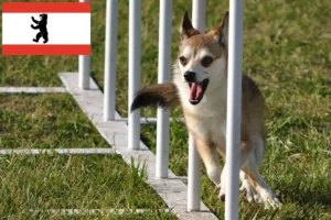 Lees meer over het artikel Noorse Lundehund fokker en puppies in Berlijn