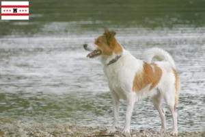 Lees meer over het artikel Norrbottenspitz fokkers en pups in Drenthe