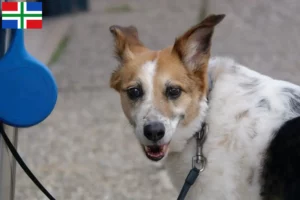 Lees meer over het artikel Norrbottenspitz fokkers en pups in Groningen