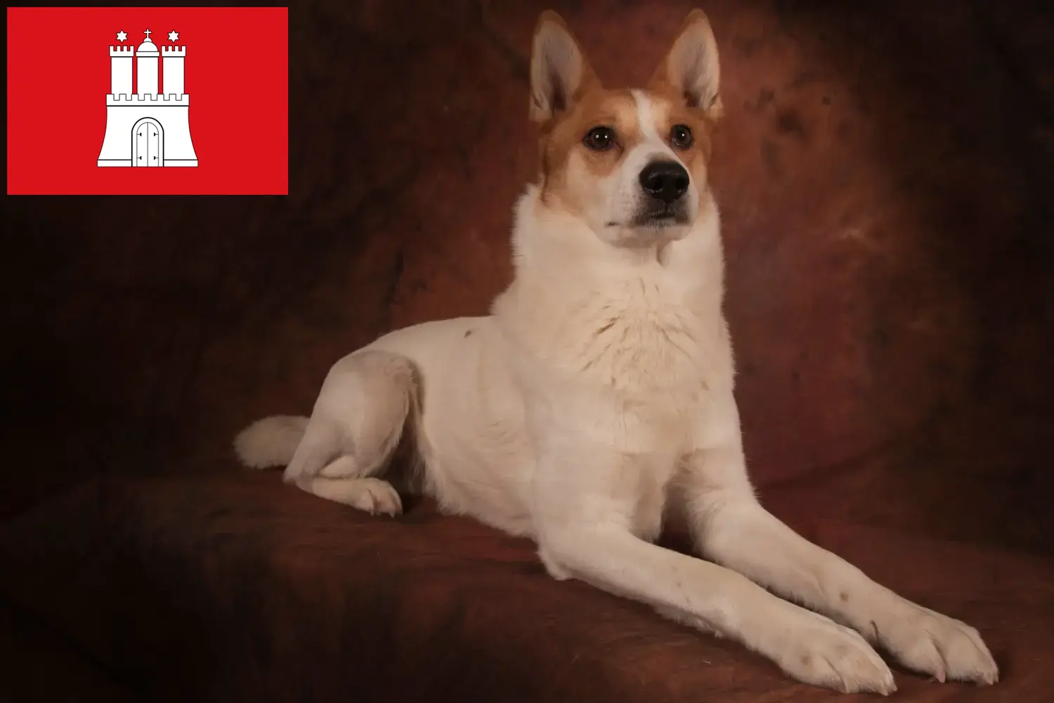 Lees meer over het artikel Norrbottenspitz fokkers en pups in Hamburg