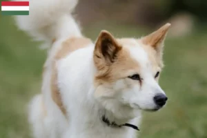Lees meer over het artikel Norrbottenspitz fokkers en pups in Hongarije