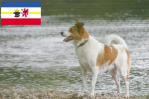 Lees meer over het artikel Norrbottenspitz fokkers en pups in Mecklenburg-Vorpommern