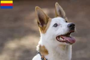 Lees meer over het artikel Norrbottenspitz fokkers en pups in Noord-Holland