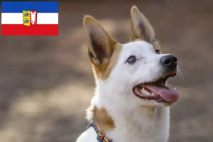 Lees meer over het artikel Norrbottenspitz fokkers en pups in Sleeswijk-Holstein