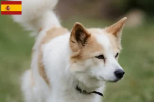 Lees meer over het artikel Norrbottenspitz fokkers en pups in Spanje