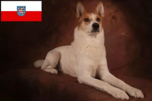 Lees meer over het artikel Norrbottenspitz fokkers en pups in Thüringen