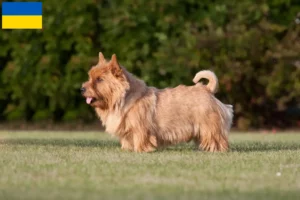Lees meer over het artikel Norwich Terrier fokkers en puppy’s in Oekraïne