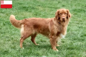 Lees meer over het artikel Nova Scotia Duck Tolling Retriever fokkers en puppies in Utrecht