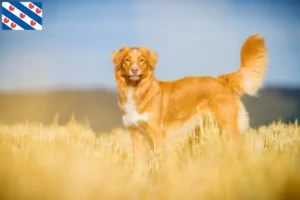 Lees meer over het artikel Nova Scotia Duck Tolling Retriever fokkers en puppies in Friesland