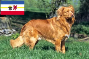 Lees meer over het artikel Nova Scotia Duck Tolling Retriever fokkers en puppies in Mecklenburg-Vorpommern