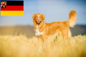 Lees meer over het artikel Nova Scotia Duck Tolling Retriever fokkers en puppies in Rijnland-Palts