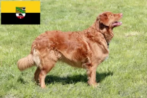 Lees meer over het artikel Nova Scotia Duck Tolling Retriever fokkers en puppies in Saksen-Anhalt