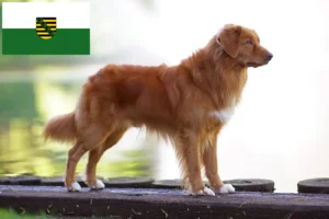 Lees meer over het artikel Nova Scotia Duck Tolling Retriever fokkers en puppies in Saksen