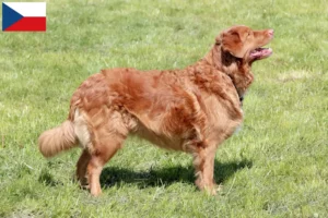 Lees meer over het artikel Nova Scotia Duck Tolling Retriever fokkers en puppies in Tsjechië