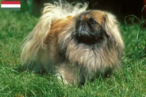 Lees meer over het artikel Pekingees fokkers en pups in Hongarije
