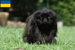 Lees meer over het artikel Pekingees fokkers en pups in Oekraïne