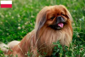 Lees meer over het artikel Pekingees fokkers en pups in Polen