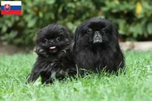 Lees meer over het artikel Pekingees fokkers en pups in Slowakije