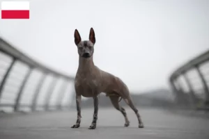 Lees meer over het artikel Peruaanse Haarloze Hondenfokker en Puppies in Polen