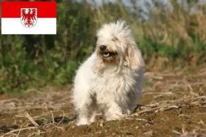 Lees meer over het artikel Petit Basset Griffon Vendéen fokkers en pups in Brandenburg