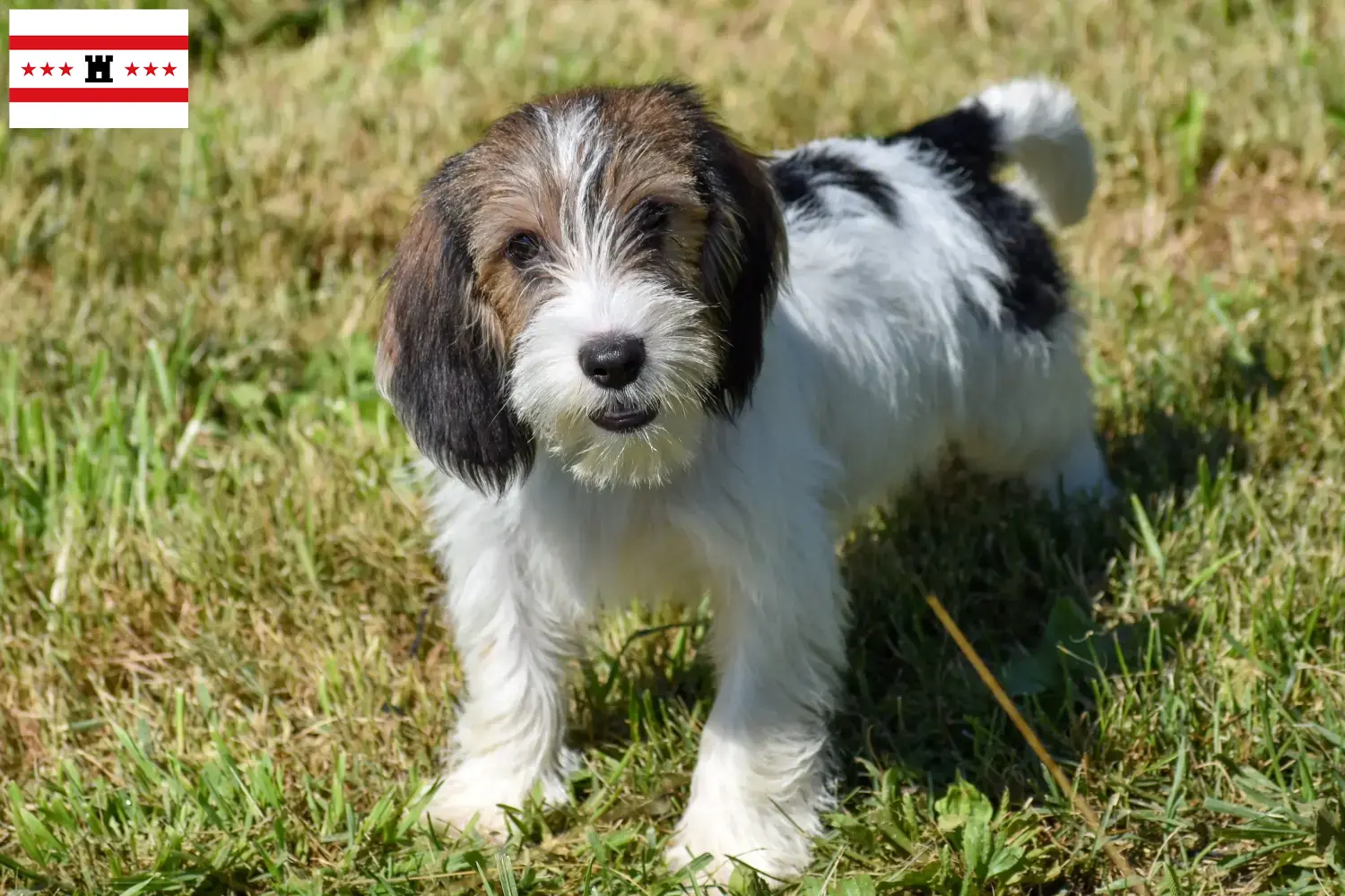 Petit Basset Griffon Vendéen pups en fokkers Drenthe Zoek naar Petit Basset Griffon Vendéens fokkers in Drenthe.