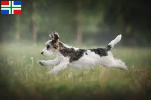Lees meer over het artikel Petit Basset Griffon Vendéen fokkers en pups in Groningen