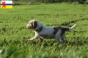 Lees meer over het artikel Petit Basset Griffon Vendéen fokkers en pups in Limburg