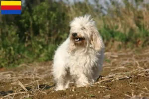 Lees meer over het artikel Petit Basset Griffon Vendéen fokkers en pups in Noord-Holland