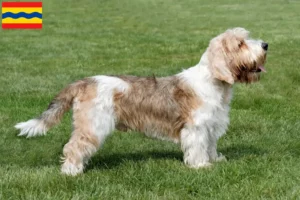 Lees meer over het artikel Petit Basset Griffon Vendéen fokkers en pups in Overijssel