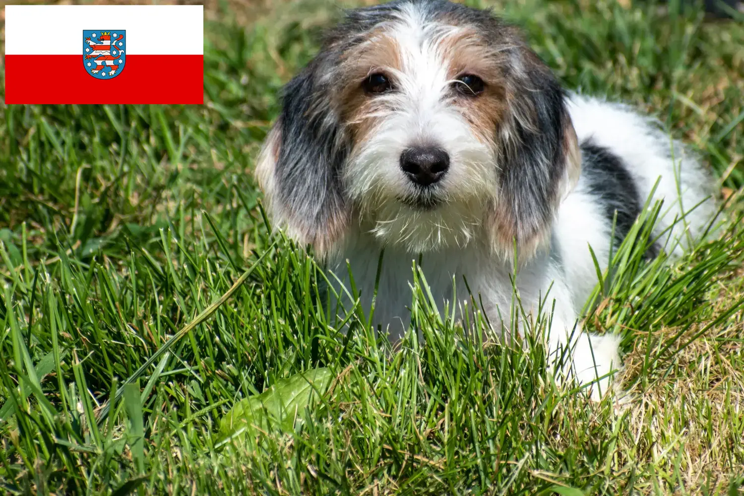 Lees meer over het artikel Petit Basset Griffon Vendéen fokkers en pups in Thüringen