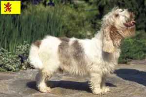 Lees meer over het artikel Petit Basset Griffon Vendéen fokkers en pups in Zuid-Holland