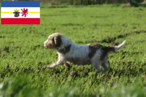 Lees meer over het artikel Petit Basset Griffon Vendéen fokkers en pups in Mecklenburg-Vorpommern