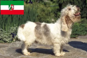 Lees meer over het artikel Petit Basset Griffon Vendéen fokkers en pups in Noordrijn-Westfalen