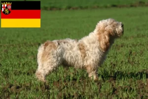 Lees meer over het artikel Petit Basset Griffon Vendéen fokkers en pups in Rijnland-Palts