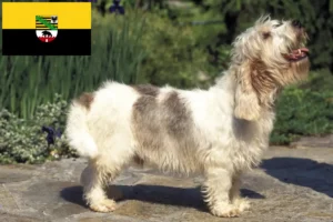Lees meer over het artikel Petit Basset Griffon Vendéen fokkers en pups in Saksen-Anhalt