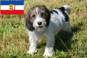 Lees meer over het artikel Petit Basset Griffon Vendéen fokkers en pups in Sleeswijk-Holstein