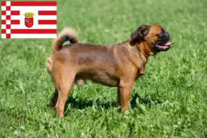 Lees meer over het artikel Petit Brabançon fokkers en pups in Bremen